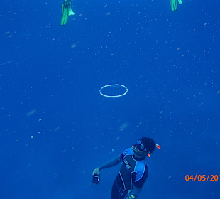 Delfinschwimmen Delfine & Meer