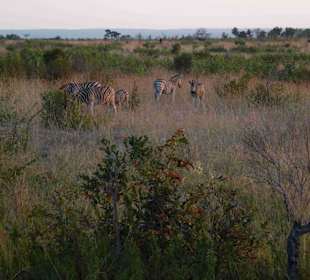 Krüger Nationalpark