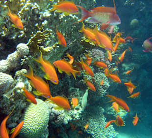 Hausriff Golden Blocks