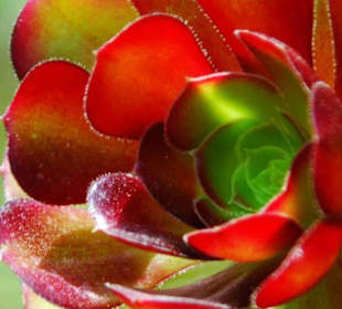 Garten der Sukkulenten