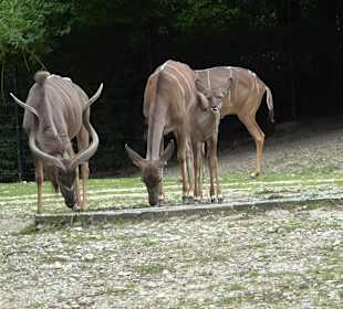 Tierpark Hellabrunn