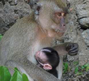 Affen