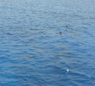 Delfine im Dolphin House