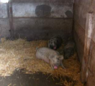 Die haben Schwein gehabt