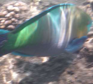 Schnorcheln gesehen und fotografiert