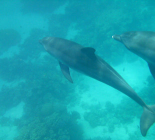 Delfine beim Schnorcheltrip