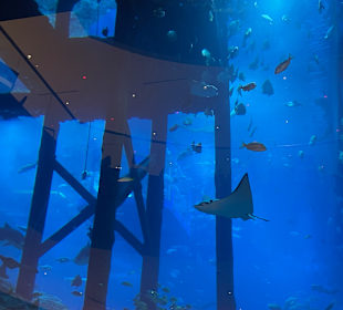 Aquarium in der Dubai Mall