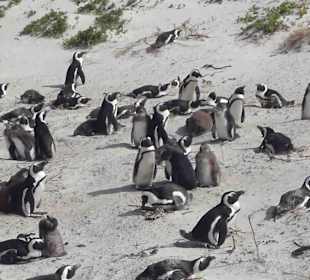 Boulders Beach