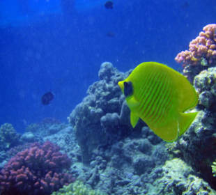 Masked butterflyfish
