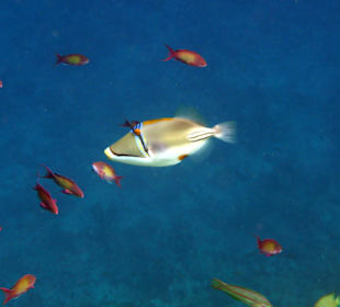 Picasso-Drückerfisch