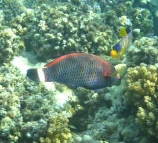 Meißelzahnlippfisch