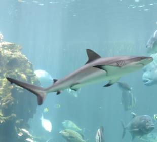 Im Aquarium unterwegs