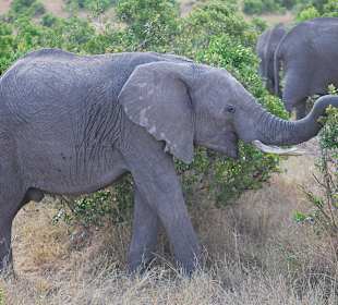 Elefant