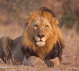 Schwarzmähniger Löwe in Sabi Sands