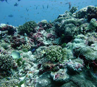 Tauchplatz "Madivaru Corner"