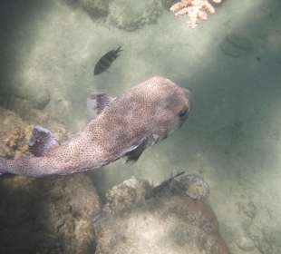 Igelfisch