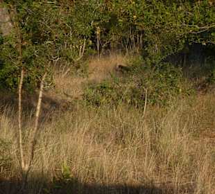 Krüger Nationalpark