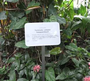 Tropenhaus - Schaugewächs -  Botanischer Garten