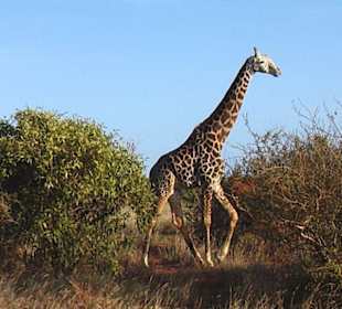 Tsavo East