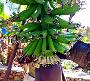 Bananenplantage
