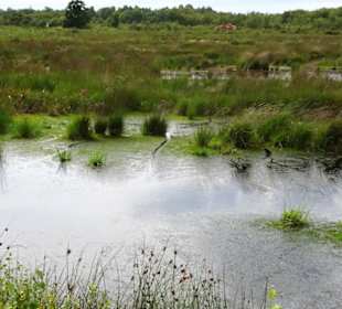 Impressionen vom Goldenstedter Moor