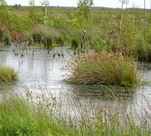 Impressionen vom Goldenstedter Moor