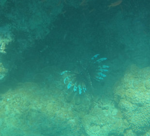 Indischer Rotfeuerfisch