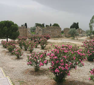 Piekna turecka flora w Hierapolis