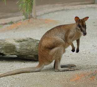 Känguruh