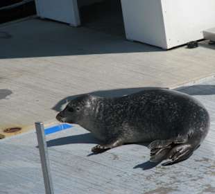 Seehund beim Taining