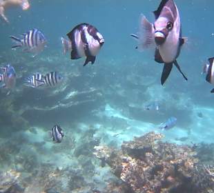 Schnorcheln Belle Mare