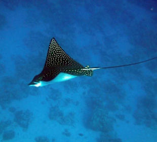 Adlerrochen - Schnorcheln Hausriff Gorgonia Beach