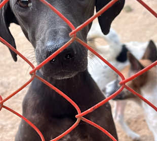 Dog and Cat Rescue Samui Foundation