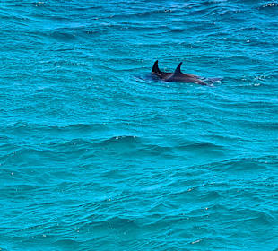 Delfin Tour Hurghada