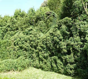 Wunderschön geschnittene Figuren im Garten.