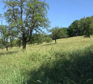 Eduard Lucas Musterobstgarten Mähringen