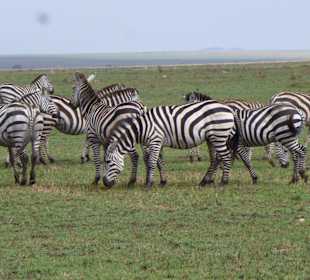 Steppenzebras