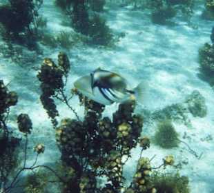 die schönsten Fische in Ufernähe