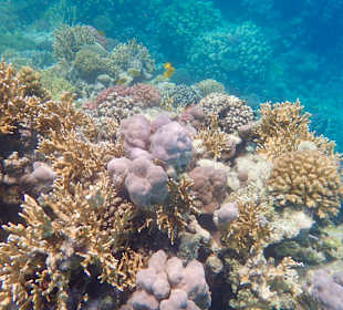 Schnorcheln Makadi Bay