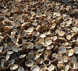 Trocknung von Kokosnüssen