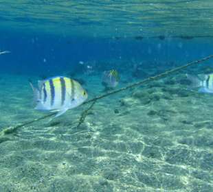 Plage de Sharm el Naga