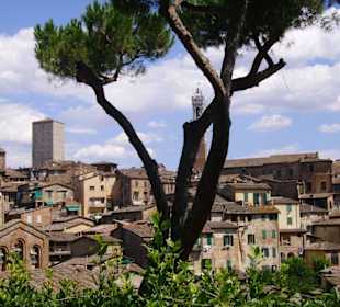 Siena
