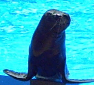 Seelöwen Show
