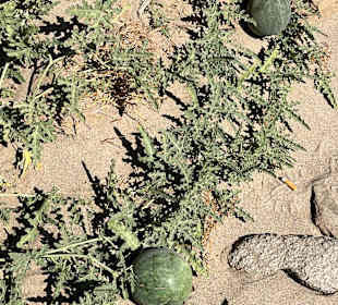 Seltsame Frucht, die wie Melone aussieht 