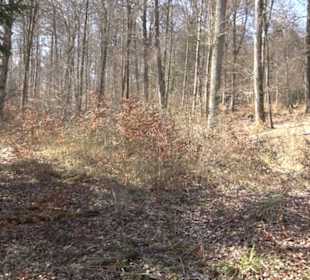 Geologischer Lehrpfad Kirnbachtal