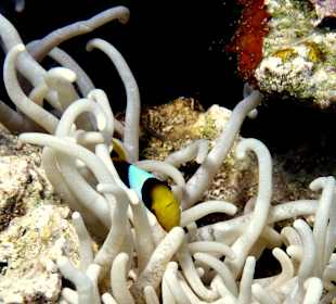Anemonenfisch