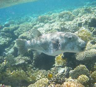 Riesenweissfleckenkugelfisch am Hausriff Grand Makadi