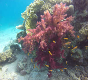 Schnorcheln Makadi Bay