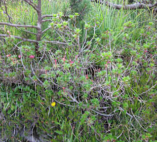 Verblühende Alpenrosen