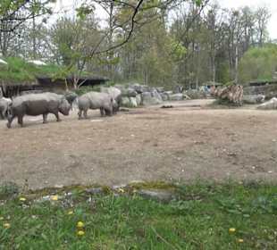 Afrikabereich - Breitmaulnashorn